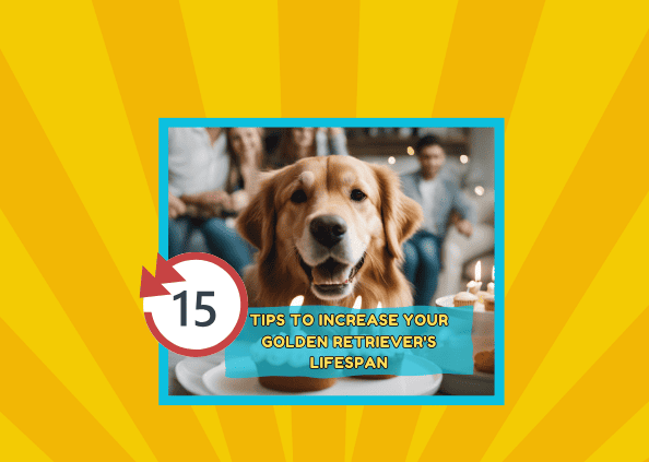 15 Easy Tips To Increase Your Golden Retriever’s Lifespan