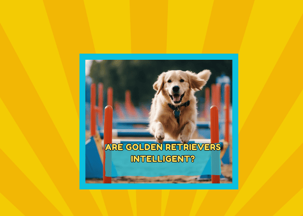 Are Golden Retrievers Intelligent?