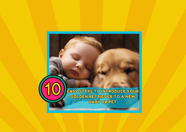 10 Easy Steps to Introduce Your Golden Retriever to a New Baby or Pet