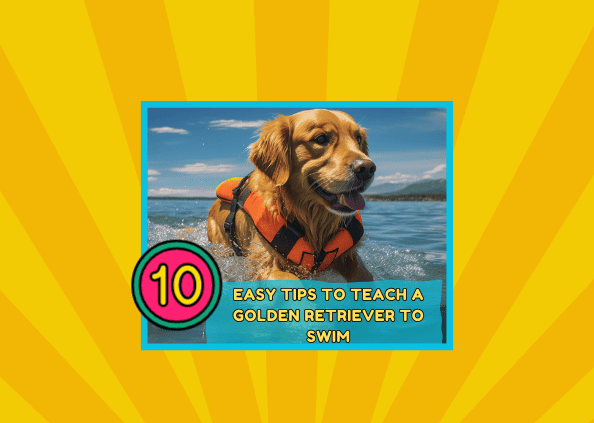 10 Easy Tips To Teach A Golden Retriever To Swim