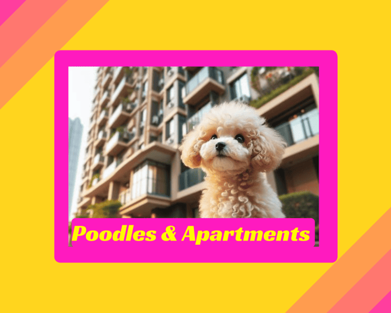 Poodles in Apartments – 7 Critical Aspects