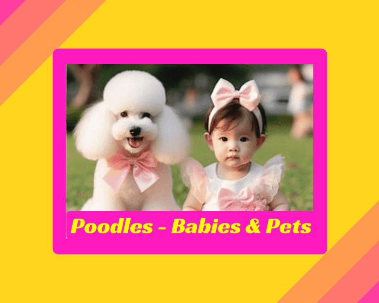 Are Poodles Safe To Be Around Babies or Other Pets? – 8 Things To Know