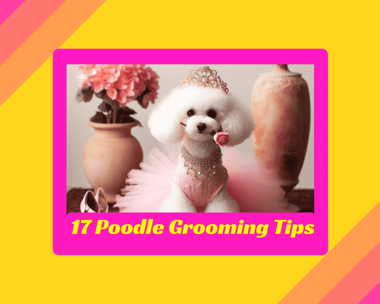 17 Tips For Beginners To Groom Poodles – Amazing Info