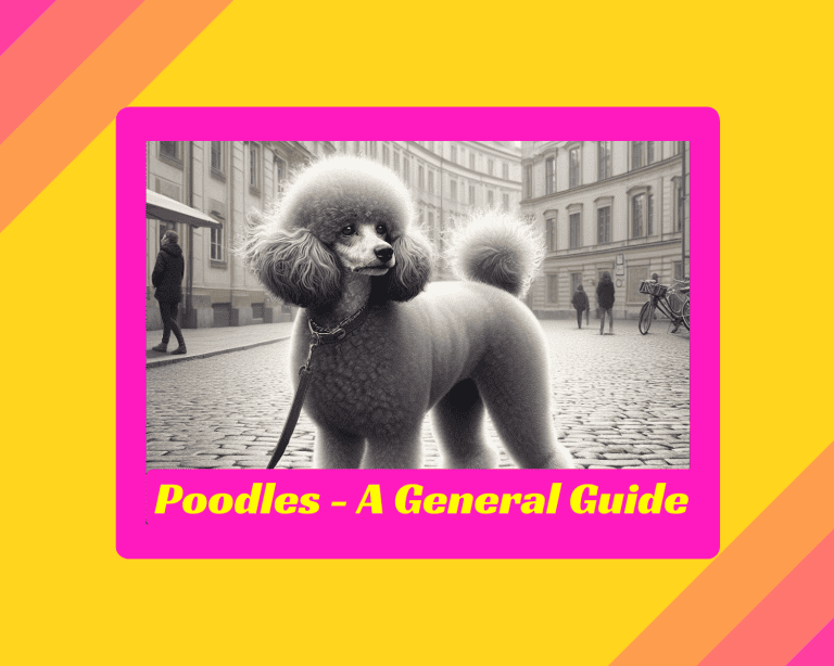 Poodles – A General Guide – 18 Amazing Aspects!