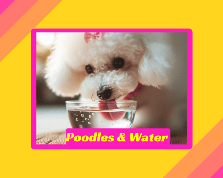 Poodles & Water – 7 Amazing Aspects About Drinking Water