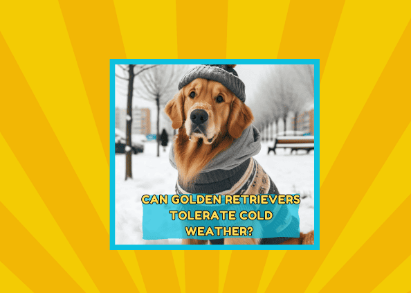 Can Golden Retrievers Tolerate Cold Weather? 🥶 🐕