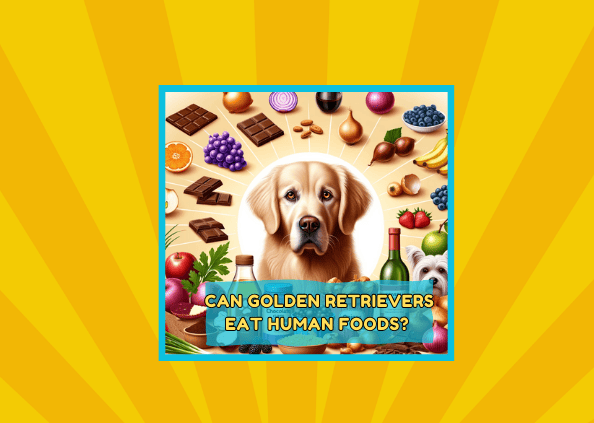 Can Golden Retrievers Eat Human Foods? 🍽️🐕