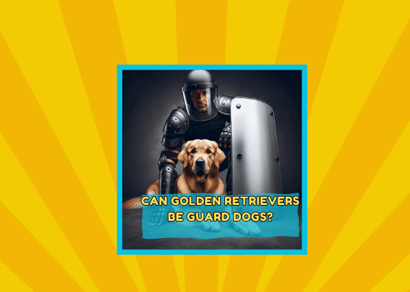 Can Golden Retrievers Be Guard Dogs? 🐕‍🦺🛡️