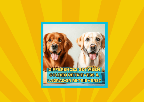 🐕‍🦺 What are the Differences Between Golden Retrievers and Labrador Retrievers?