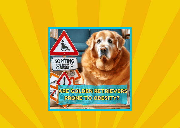 🐕‍🦺 Are Golden Retrievers Prone to Obesity? Uncovering the Truth