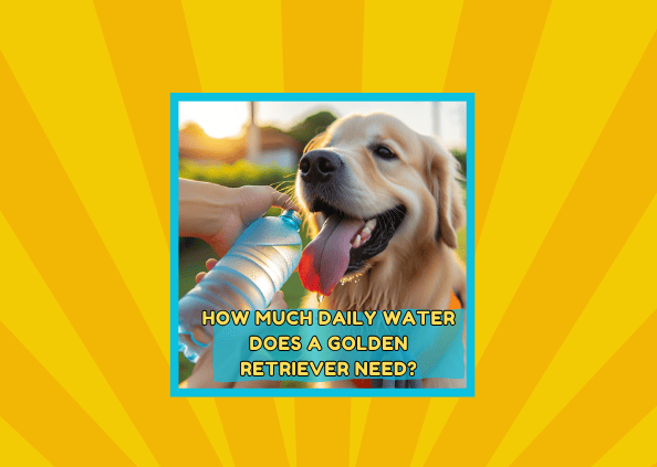 🐾 How Much Water Should a Golden Retriever Drink Daily?