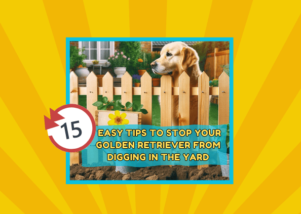 15 Easy Tips to Stop Your Golden Retriever from Digging in the Yard