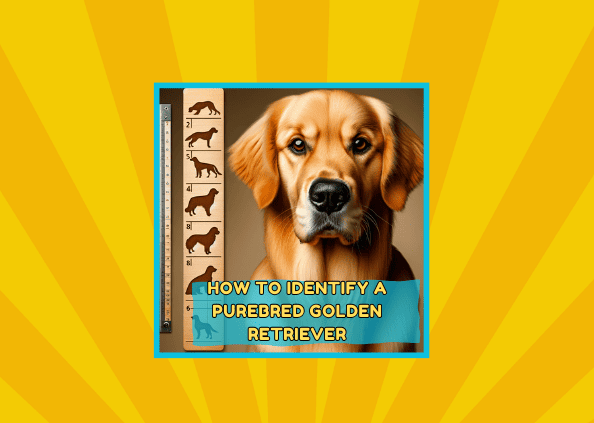 How to Identify a Purebred Golden Retriever: A Paw-some Guide! 🐾