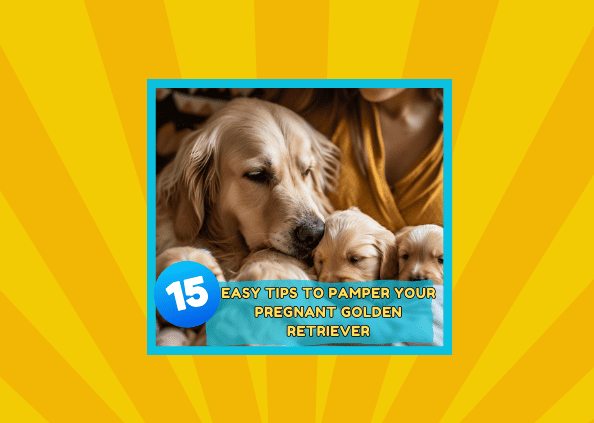 15 Easy Tips to Pamper Your Pregnant Golden Retriever 🐾