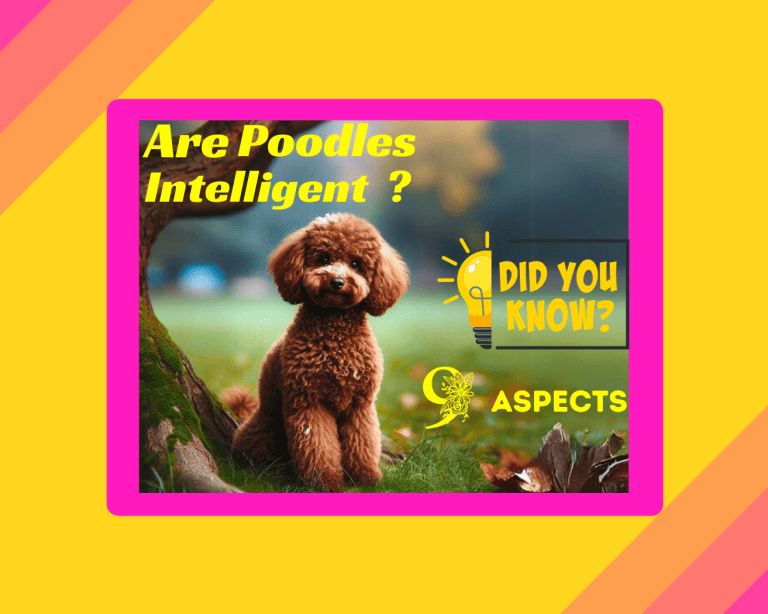 Are Poodles Intelligent? 9 Amazing Aspects to Know