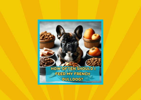 How Often Should I Feed My French Bulldog?