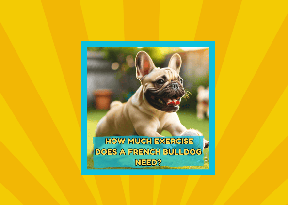 How Much Exercise Does a French Bulldog Need?