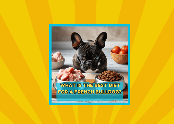 What is the Best Diet for a French Bulldog?