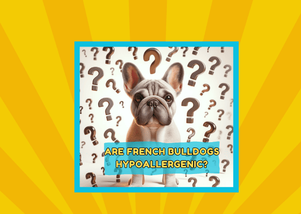 Are French Bulldogs Hypoallergenic?