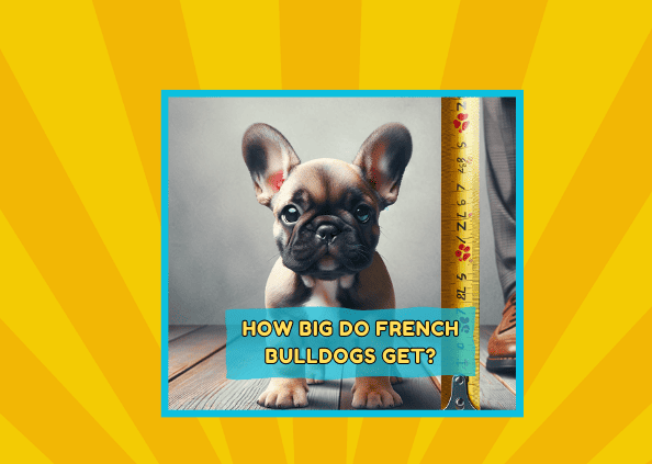 How Big Do French Bulldogs Get?