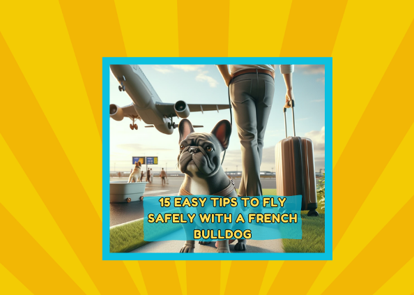 15 Easy Tips to Fly Safely with a French Bulldog