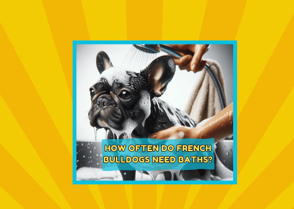 How Often Do French Bulldogs Need Baths?