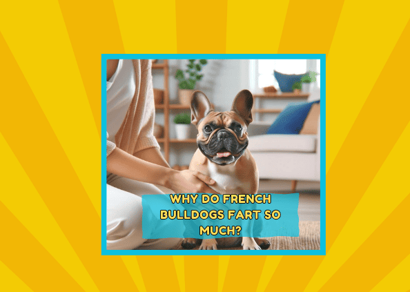 Why Do French Bulldogs Fart So Much? An Insightful Guide