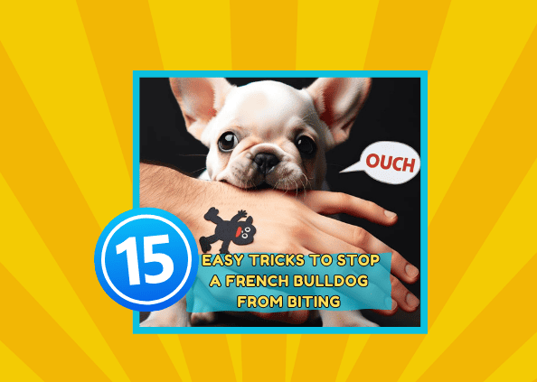 15 Easy Tricks to Stop a French Bulldog from Biting