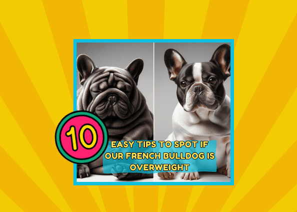 10 Easy Tips to Spot if Your French Bulldog is Overweight.