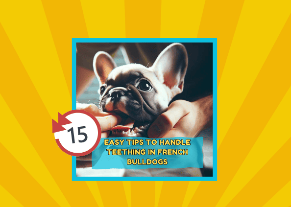 15 Easy Tips to Handle Teething in French Bulldogs