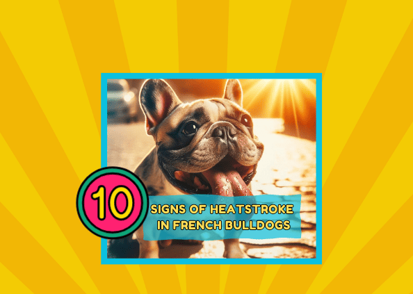 10 Signs Of Heatstroke In French Bulldogs