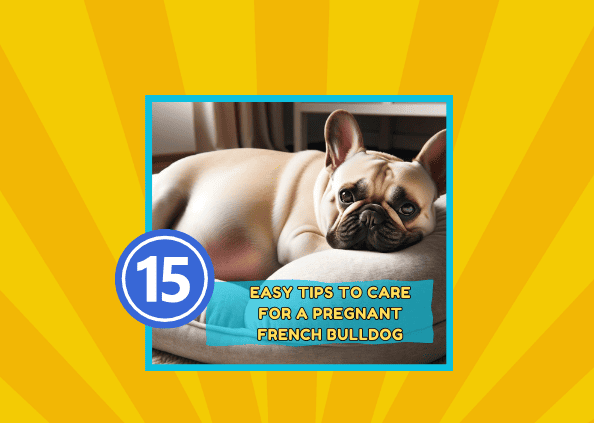 15 Easy Tips to Care for a Pregnant French Bulldog