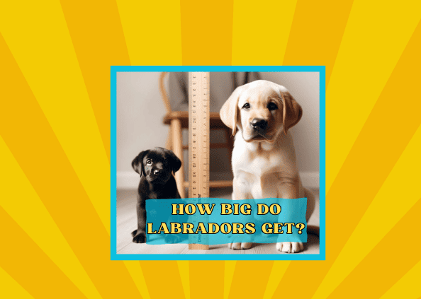 How Big Do Labradors Get? A Comprehensive Guide 🐾