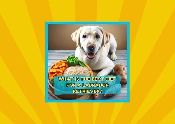 What Is the Best Diet for a Labrador Retriever?