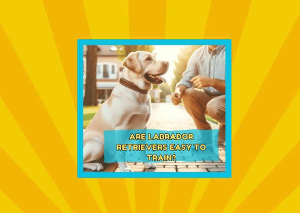 Are Labrador Retrievers Easy to Train?