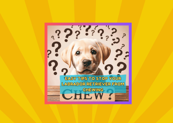 15 Easy Tips to Stop Your Labrador Retriever from Chewing