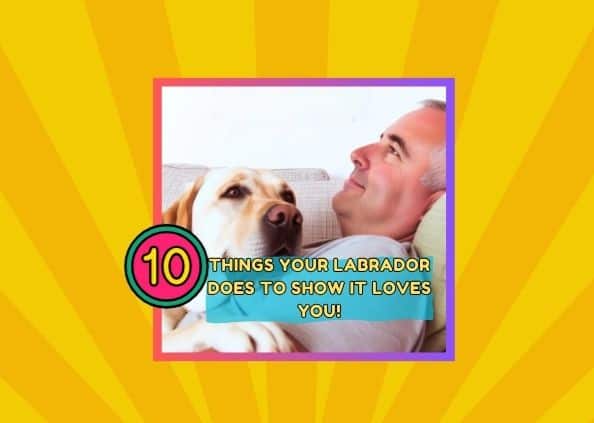 10 Things Your Labrador Does to Show It Loves You