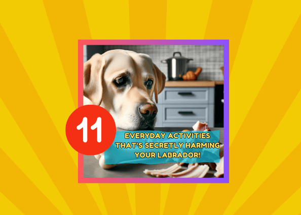 11 Everyday Activities That’s Secretly Harming Your Labrador!