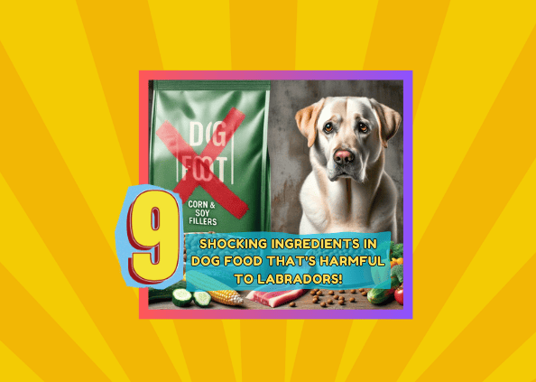 Exposed: 9 Shocking Ingredients in Dog Food That’s Harmful to Labradors!