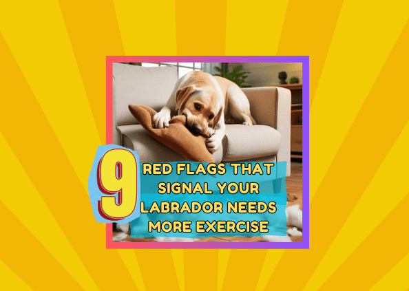 9 Red Flags That Signal Your Labrador Needs More Exercise