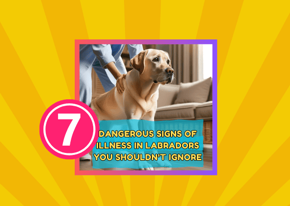 7 Dangerous Signs of Illness in Labradors You Shouldn’t Ignore