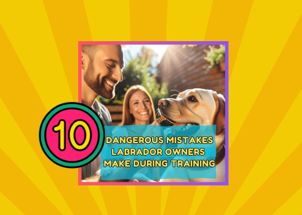 10 Dangerous Mistakes Labrador Owners Make During Training