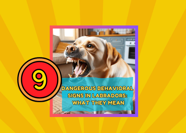 9 Dangerous Behavioral Signs in Labradors: What They Mean