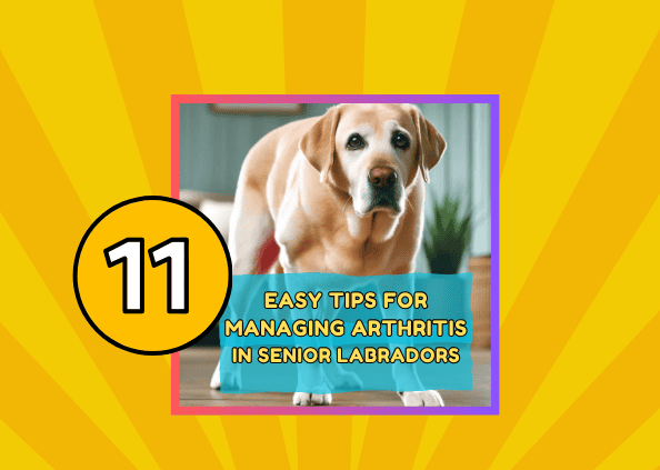 11 Easy Tips for Managing Arthritis in Senior Labradors