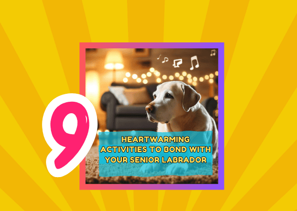 9 Heartwarming Activities to Bond with Your Senior Labrador