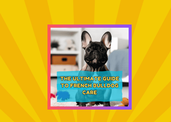 The Ultimate Guide To French Bulldog Care