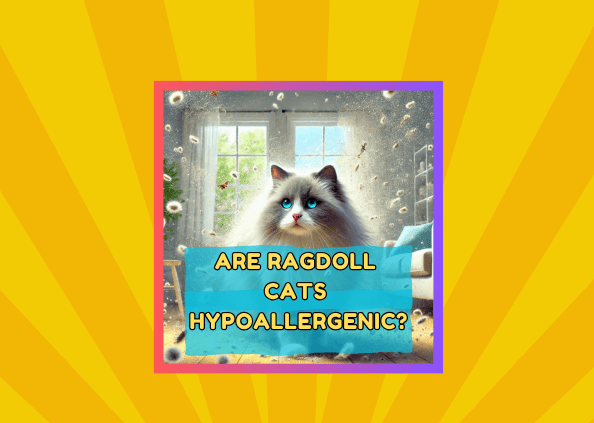 Are Ragdoll Cats Hypoallergenic? Debunking Myths and Facts