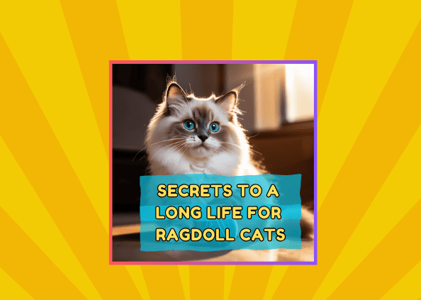 Secrets to a Long Life for Ragdoll Cats