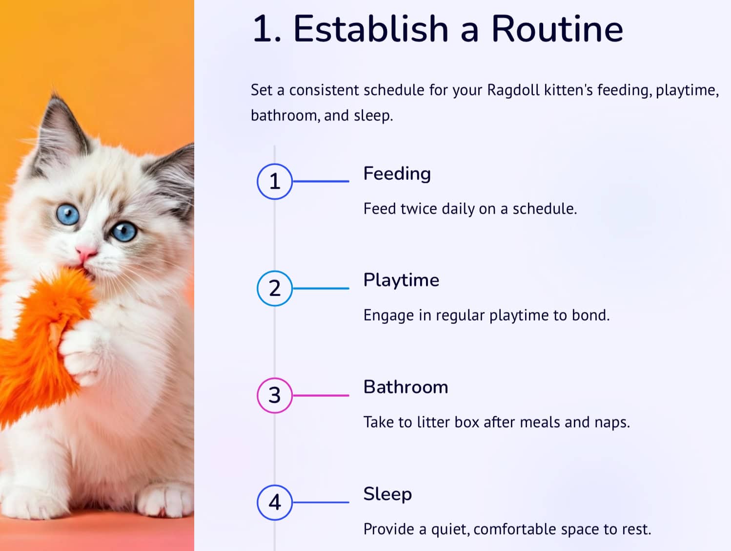 11 Easy Tips To Care For A Ragdoll Kitten