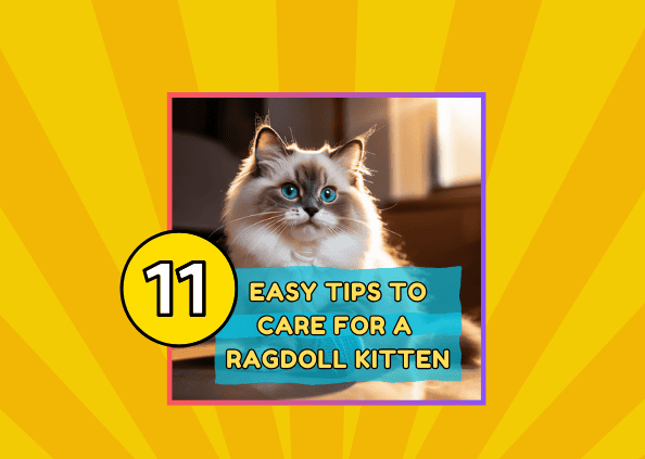 11 Easy Tips To Care For A Ragdoll Kitten